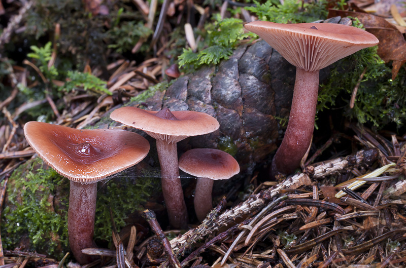 Lactarius camphoratus